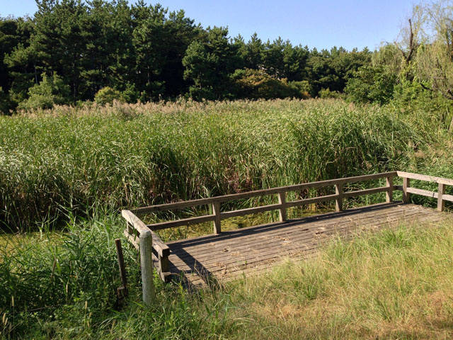 みなとが丘公園草